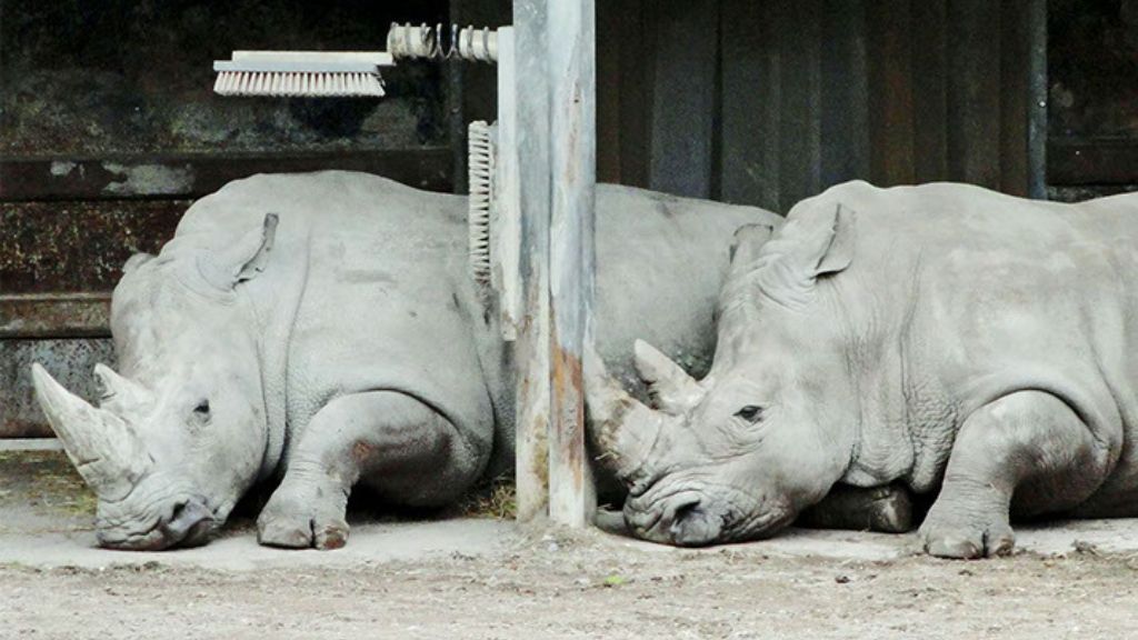 köpenhamns zoo